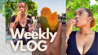 Weekly Vlog | Fruits Mukbang + Mango Season | Driving in Jamaica + Real Estate Licensing + Updates