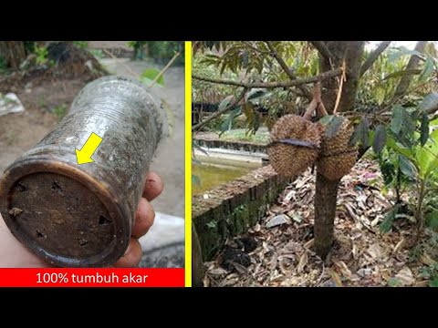 Cara Membuat Stek Pohon Durian