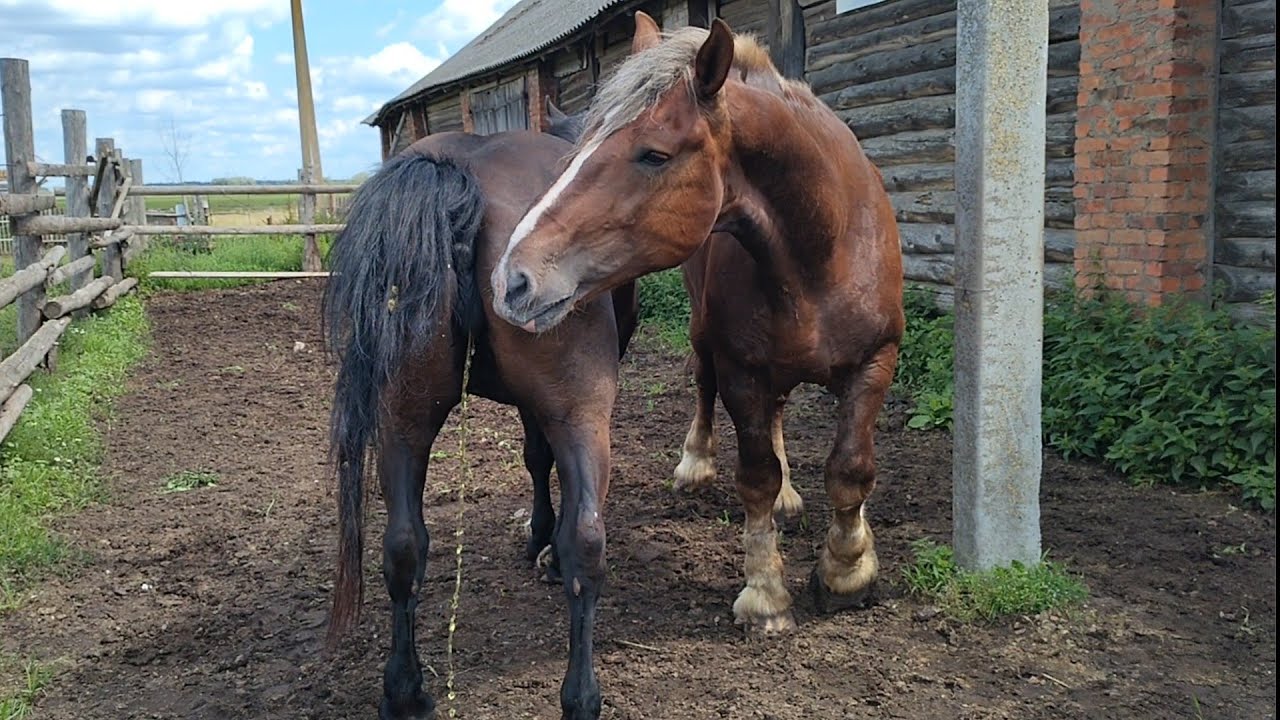 Кобыла Гроза и жеребец Гром знакомятся