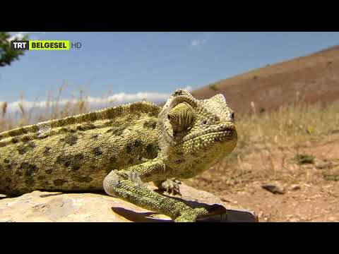 Video: Susuzluğunu Gidermek Için  Daha Iyi