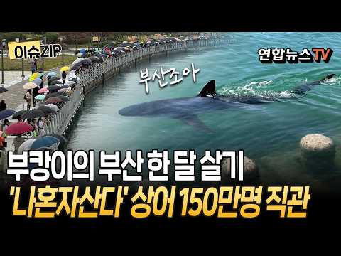 "나 혼자 산다" 부캉이의 부산 한 달 살기…북항 찾은 상어 직관한 사람만 150만명 [이슈ZIP] / 연합뉴스TV(YonhapnewsTV)