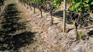 Deux Vert Vineyard and Biggio Hamina Cellars