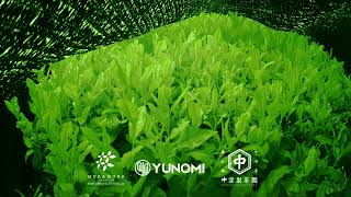 Tea leaf growth time lapse video - Kyoto, Japan