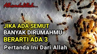 MASYAALLAH !! Jika Banyak Semut Di Rumahmu, Ada 3 Pertanda Dari Allah, Jangan Sampai Di Bunuh..