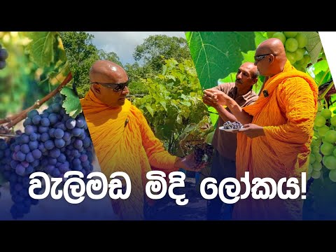 වැලිමඩ මිදි ලෝකය!