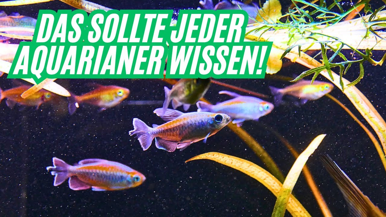 Warum sterben deine FISCHE