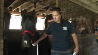 Safe Stalls: Giving Horses A Second Chance