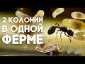 БОЛЬШОЕ ПЕРЕСЕЛЕНИЕ МУРАВЬЁВ В НОВУЮ МУРАВЬИНУЮ ФЕРМУ! Переезд Camponotus maculatus в новый дом!