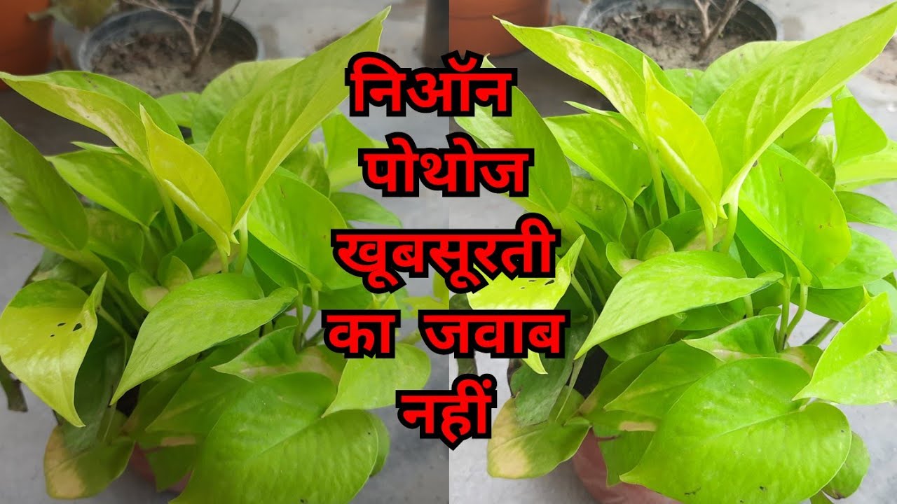 निऑन पोथोज खूबसूरती का जवाब नहीं/ neon pothos / neon pothos plant care/  pothos plant / money plant - YouTube