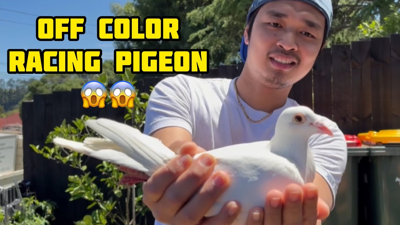 Bloodline ng 1200km champion dito sa New Zealand ang ganda Pure White🏆💪😱 #unoloftpigeonracing