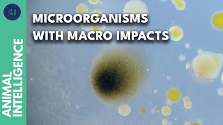 Why The Bacteria In The Air Are So Vital For Us Ai