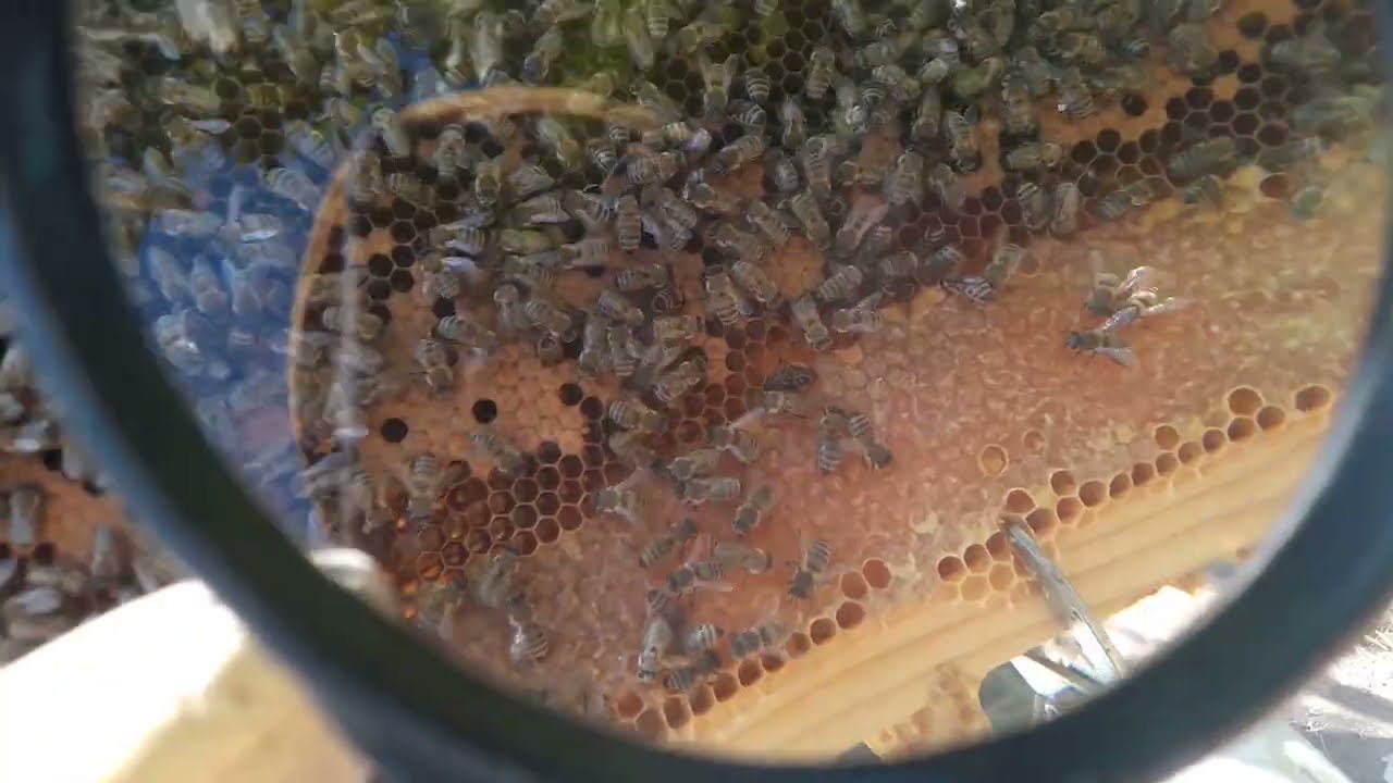 Kovanlarınız Kışa Hazırmı! Kovan Sönmesi Sebepleri. #Arı ya Sonbahar Bakımı. #Balmumu, ve Çuval