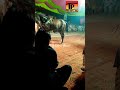 Horse dance shorkot  gora jalwa dance  marwari horse dance short  tpgold  tp dusi gold