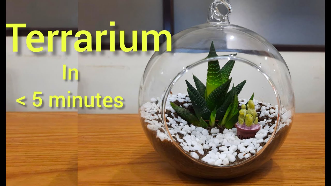 Terrarium/in Malayalam/5 Minutes/Mummy & Me Ayrapii YouTube