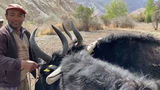 Traditional farming system in Ladakh