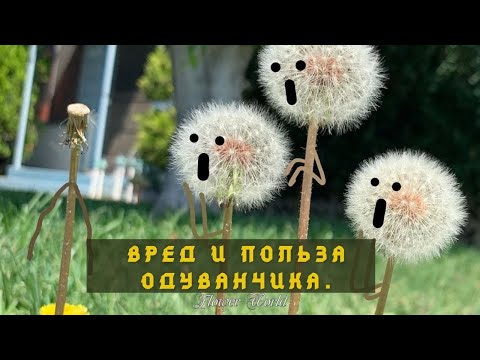 Вред и польза одуванчика.