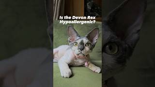 is the Devon Rex Hypoallergenic? #devonrexcat #devonrex #cats #hypoallergenic #cat #allergies