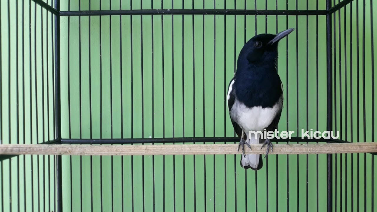SIP! Suara Burung Kacer GACOR Santai Suara MANTAP - OK Banget buat
