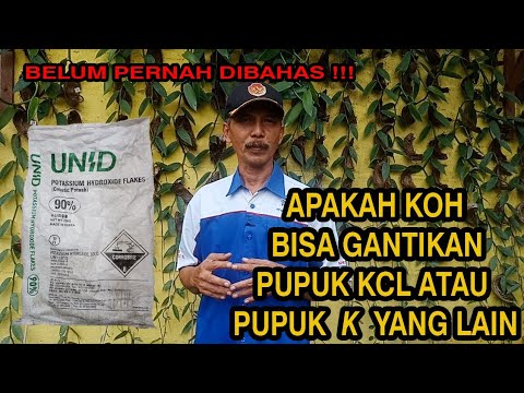 APAKAH KOH BISA GANTIKAN KCL ATAU PUPUK K YANG LAIN DALAM PEMUPUKAN