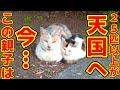 もん吉と幸子を保護した公園に行ったら…25匹以上の野良猫が亡くなってた