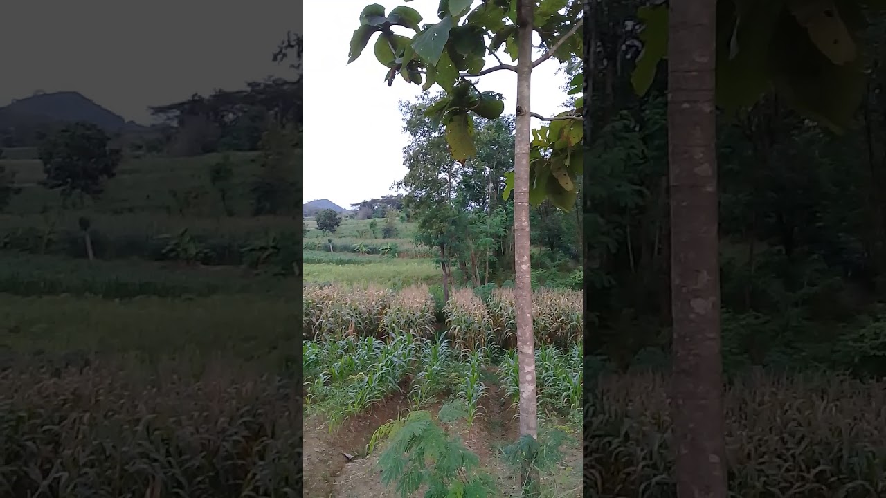 DESA KUBANG SARI BREBES JAWA TENGAH