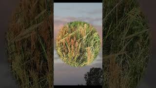 Wilt Thou be My Dearie instr #shorts #music #oldmusic #publicdomainmusic
