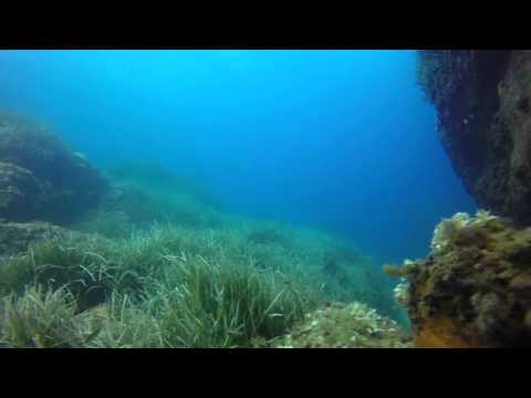 Le Dattier - 07 Août 2015