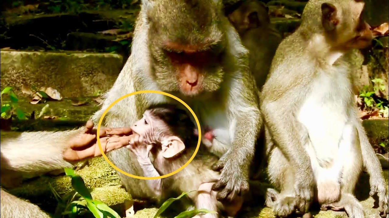 0h, Janet bites hand grandma Tereza, Small monkey so lovely