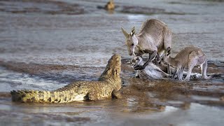 How Crocodile Attack Kangaroo On The River?