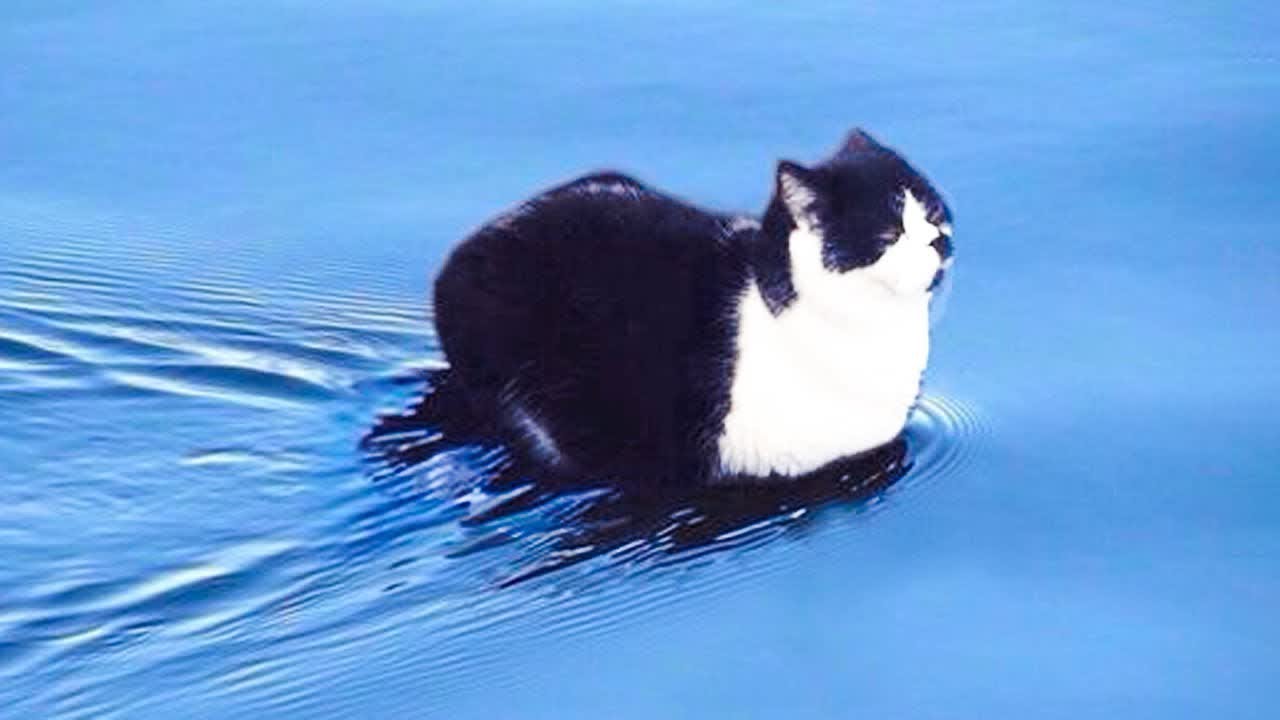 Кот плывущий по реке