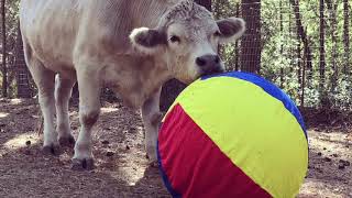 Sacramento SPCA Camp Kindness Tour