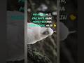 Birds poem #comedy #funny #reels #shortvideo #viral
