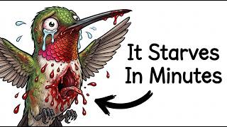 Why It Sucks To Be Born As a Hummingbird Chick: Born Naked, Two Weeks To Live...