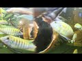 Fish 360