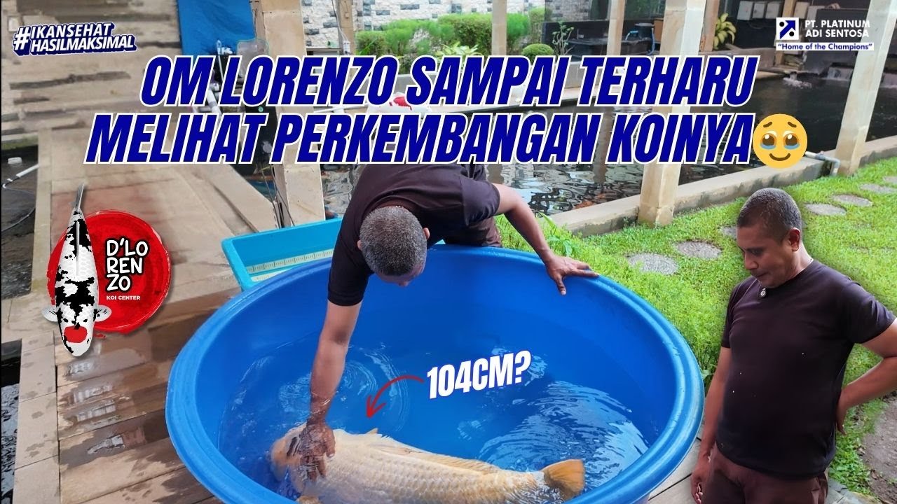 BIKIN TERHARU!! #HASILYANGMAKSIMAL KOI DI D'LORENZO DENGAN PAKAN JPD SIAP TAMPIL DI EVENT IJKS 2026!