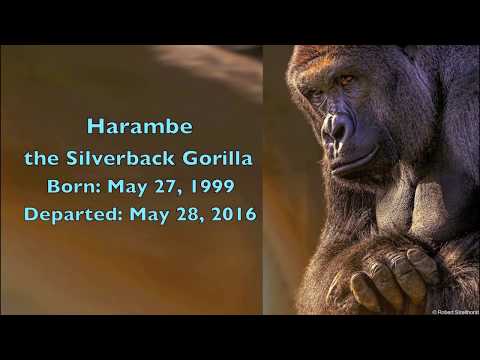 Harambe the Gorilla - A Message for Humanity