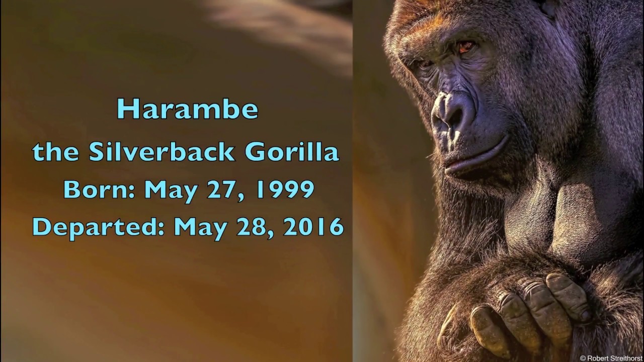 Harambe the Gorilla A Message for Humanity YouTube