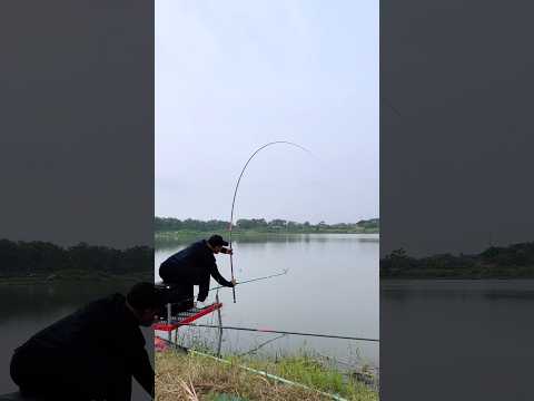 Câu chép hồ lục va toàn hàng ngon ( tập 1 ) #chungnguyenfishing #shorts #fishing #cauca