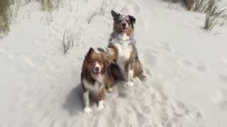 Borkum with my dogs 🐶 by Happy Crazy Dogs 798 views 8 years ago 2 minutes, 34 seconds