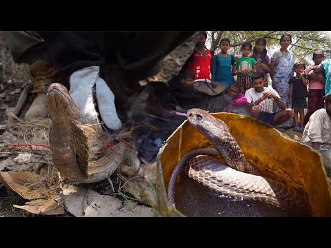 शराब के नशे में क्या कर दिया बेज़ुबान के साथ जाल में कोबरा, बाद में जो हुआ पूरा गाँव Snake Rescue
