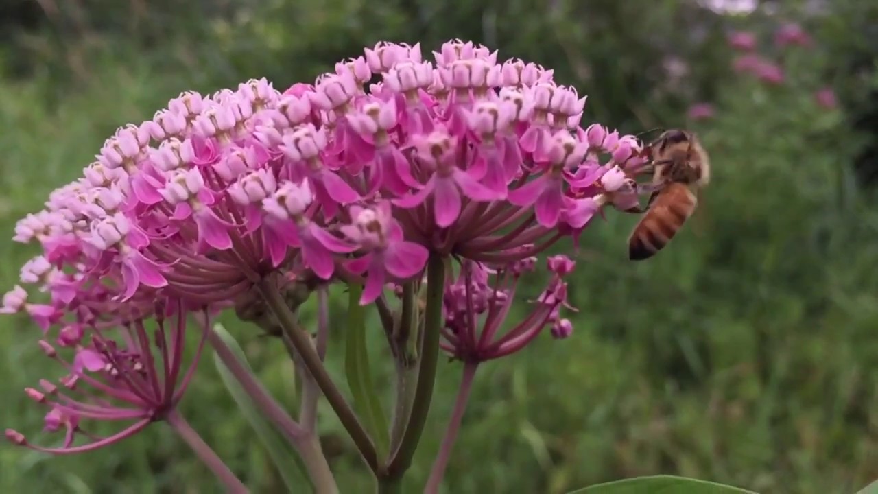 Swamp Milkweed