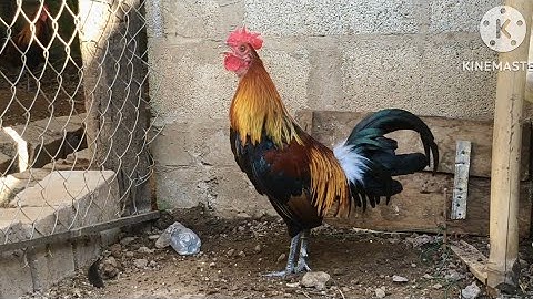 Qaib dib daj mos F2 qua suab yau.2/12/2025.02097436930.