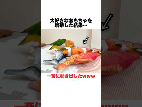 大好きな魚のおもちゃを増殖したらこうなったwww【シロハラインコ】 #shorts