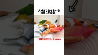 大好きな魚のおもちゃを増殖したらこうなったwww【シロハラインコ】 #shorts