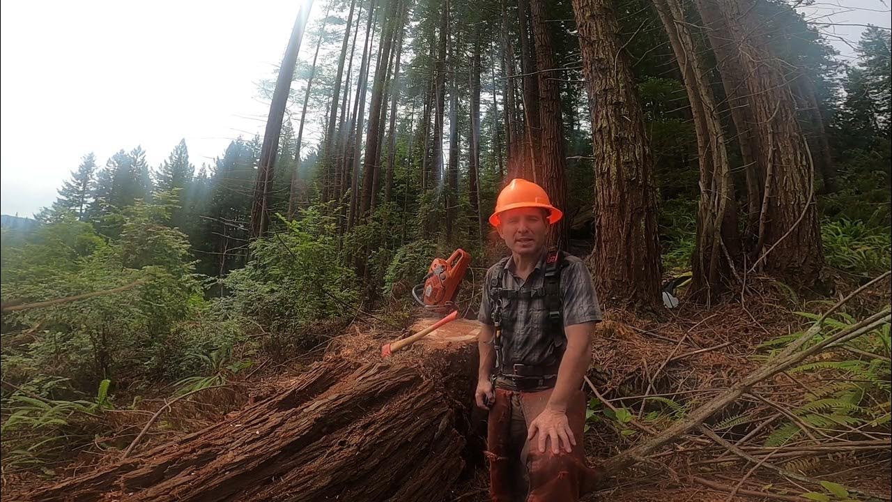 Update on the Timber Faller hiring YouTube
