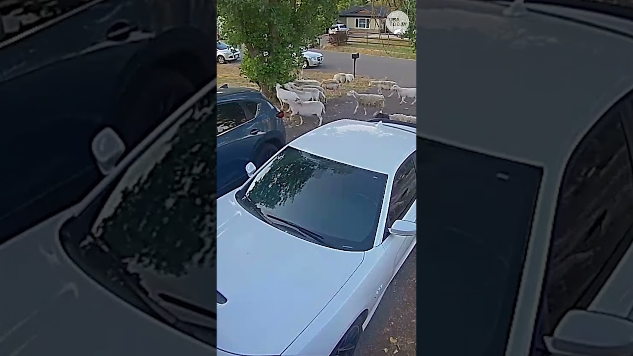 Huge herd of sheep invades neighborhood, snack on trees and grass #Shorts