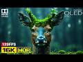 Amazing OLED HDR Test 16K Video | Dolby Vision HDR 16K 120FPS (8K/4K Video TV)