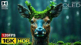 Amazing OLED HDR Test 16K Video | Dolby Vision HDR 16K 120FPS (8K/4K Video TV)
