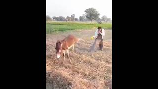 Donkey Mating Video