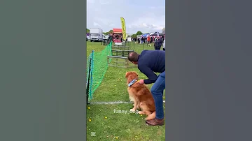 Funny Dog Dog Funny Funnydog Youtubeshorts Pets Animals Youtube Funnyvideo Funnyshorts 